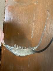 Proboscidea louisianica