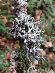 Hypogymnia apinnata