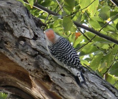 Melanerpes carolinus