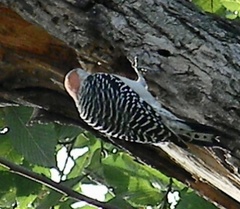 Melanerpes carolinus