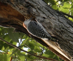 Melanerpes carolinus