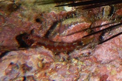 Lepidonectes corallicola