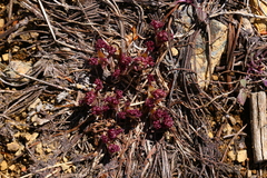 Lomatium cuspidatum