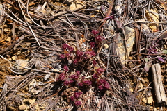 Lomatium cuspidatum
