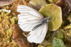 Pieris angelika