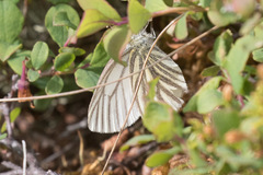 Pieris angelika