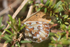 Boloria polaris