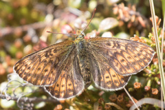 Boloria polaris