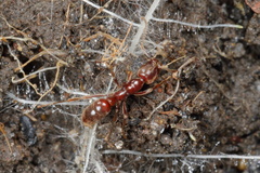 Austroponera castaneicolor