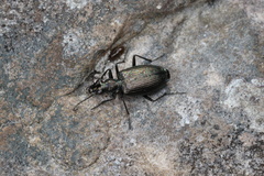 Actenonyx bembidioides