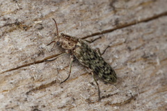 Chalcodryidae