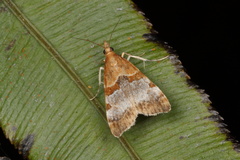 Antiscopa epicomia