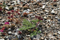 Lomatium cuspidatum