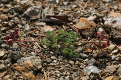 Lomatium cuspidatum