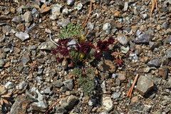 Lomatium cuspidatum