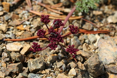 Lomatium cuspidatum