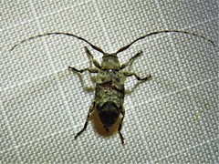 Sternidius mimeticus