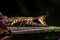 Paramantispa prolixa