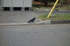 Corvus corone