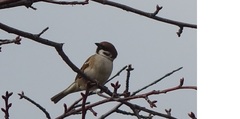 Passer montanus