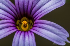 Sisyrinchium platense