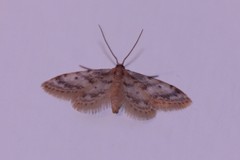 Idaea bonifata