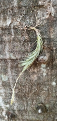 Tillandsia tricholepis