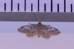 Idaea bonifata