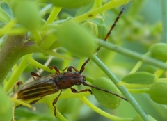 Oxymerus