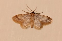Idaea bonifata
