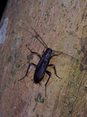 Protagonista pertristis