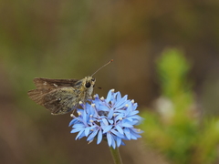 Trapezites lutea lutea