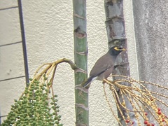 Acridotheres tristis