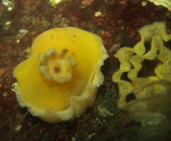 Jorunna tomentosa
