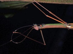 Paramarmessoidea annulata