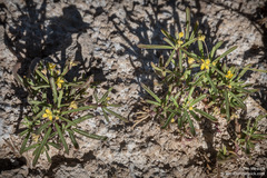 Cleomella parviflora