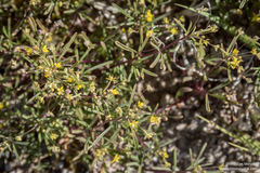 Cleomella parviflora