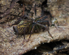 Dipluridae
