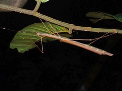 Paramarmessoidea annulata