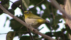 Zosterops simplex