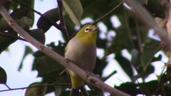 Zosterops simplex