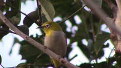 Zosterops simplex