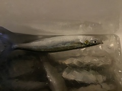 Atherinops affinis