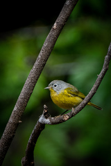 Leiothlypis ruficapilla