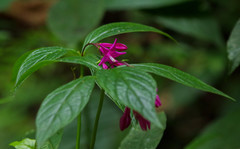 Spigelia pedunculata