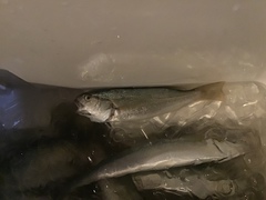Genyonemus lineatus