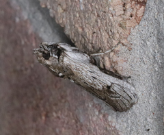 Melitara subumbrella