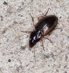 Agonum pallipes