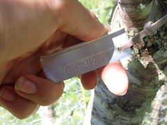 Prunus persica nucipersica