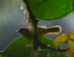 Myiothlypis coronata